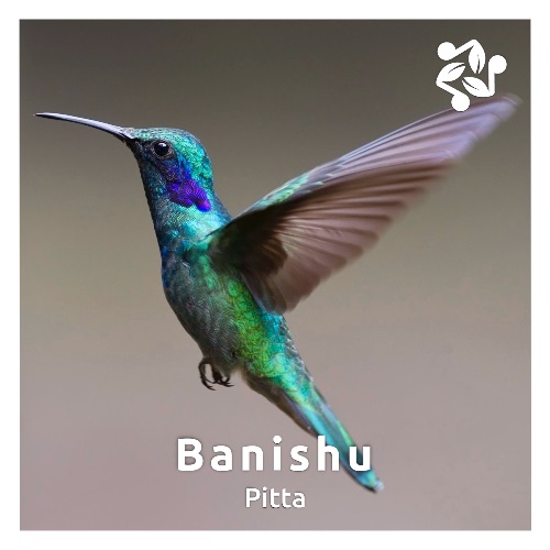 Cover art for the track 'Pitta' by Banishu