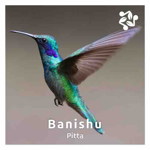 Cover art for the track 'Pitta' by Banishu